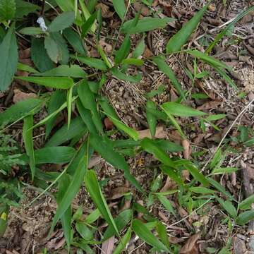 Image of bamboo-leaf