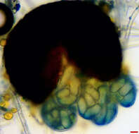 Image of Erysiphe extensa (Cooke & Peck) U. Braun & S. Takam. 2000