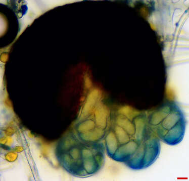 Erysiphe extensa (Cooke & Peck) U. Braun & S. Takam. 2000 resmi