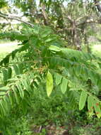 Image of Dalbergia glaucocarpa Bosser & R. Rabev.