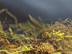 Image of Farwell's Water-Milfoil