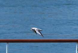 Image of Black-headed Gull