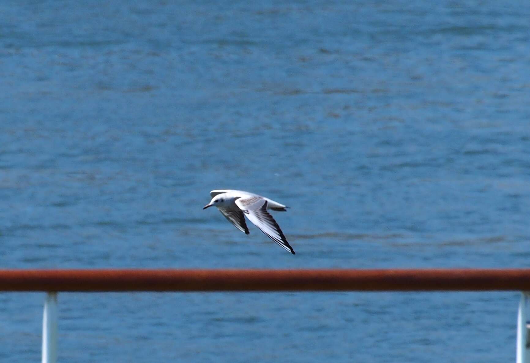 Image of Black-headed Gull