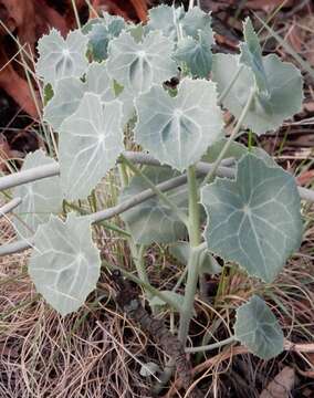 Imagem de Senecio oxyriifolius DC.