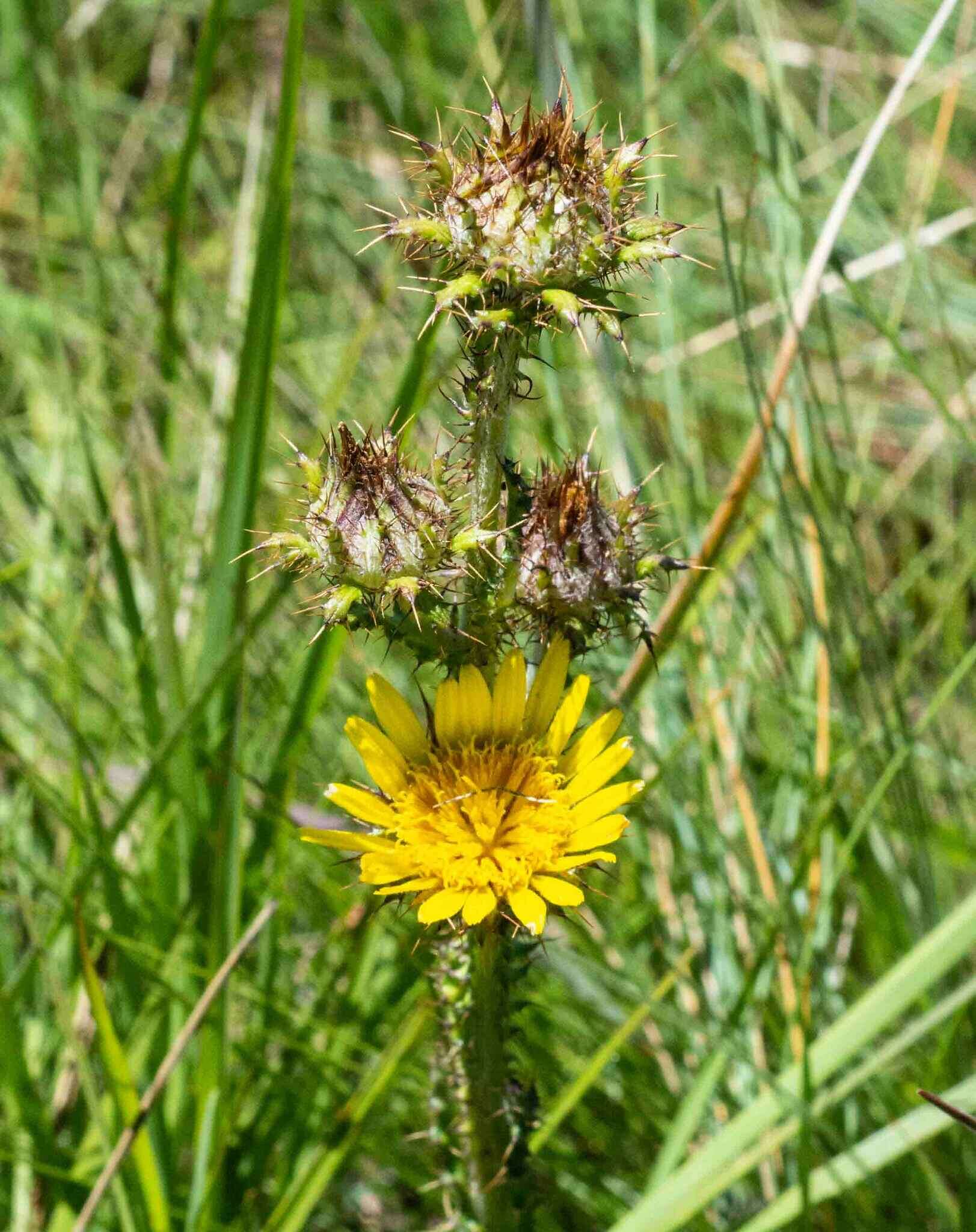 Sivun Berkheya rhapontica (DC.) Hutch. & Burtt Davy kuva