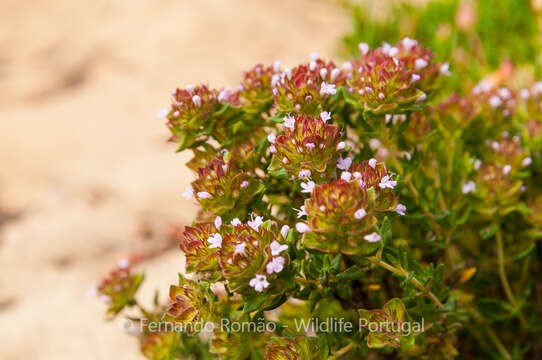 Image of Thymus camphoratus Hoffmanns. & Link