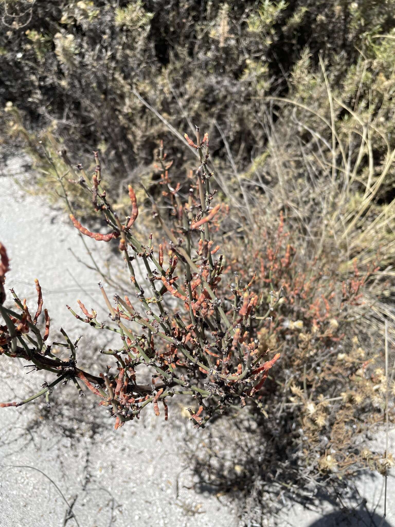 صورة Ephedra breana Phil.