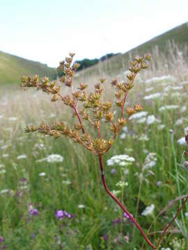 Image of dropwort