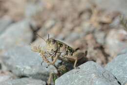 Plancia ëd Cophopodisma pyrenaea (Fischer 1853)