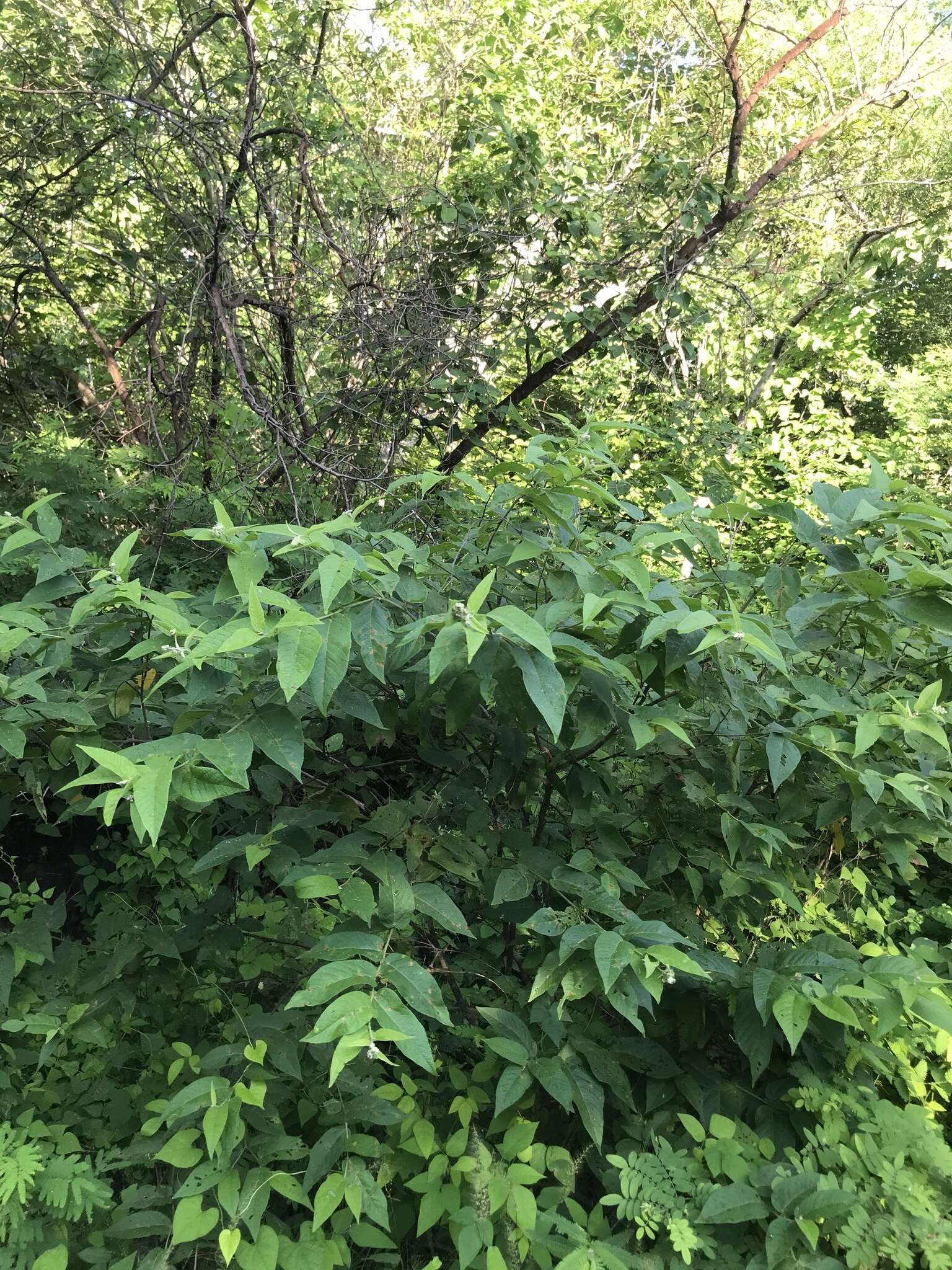 Image of Croton alamosanus Rose