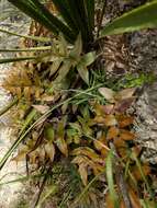 Image of Mexican fern