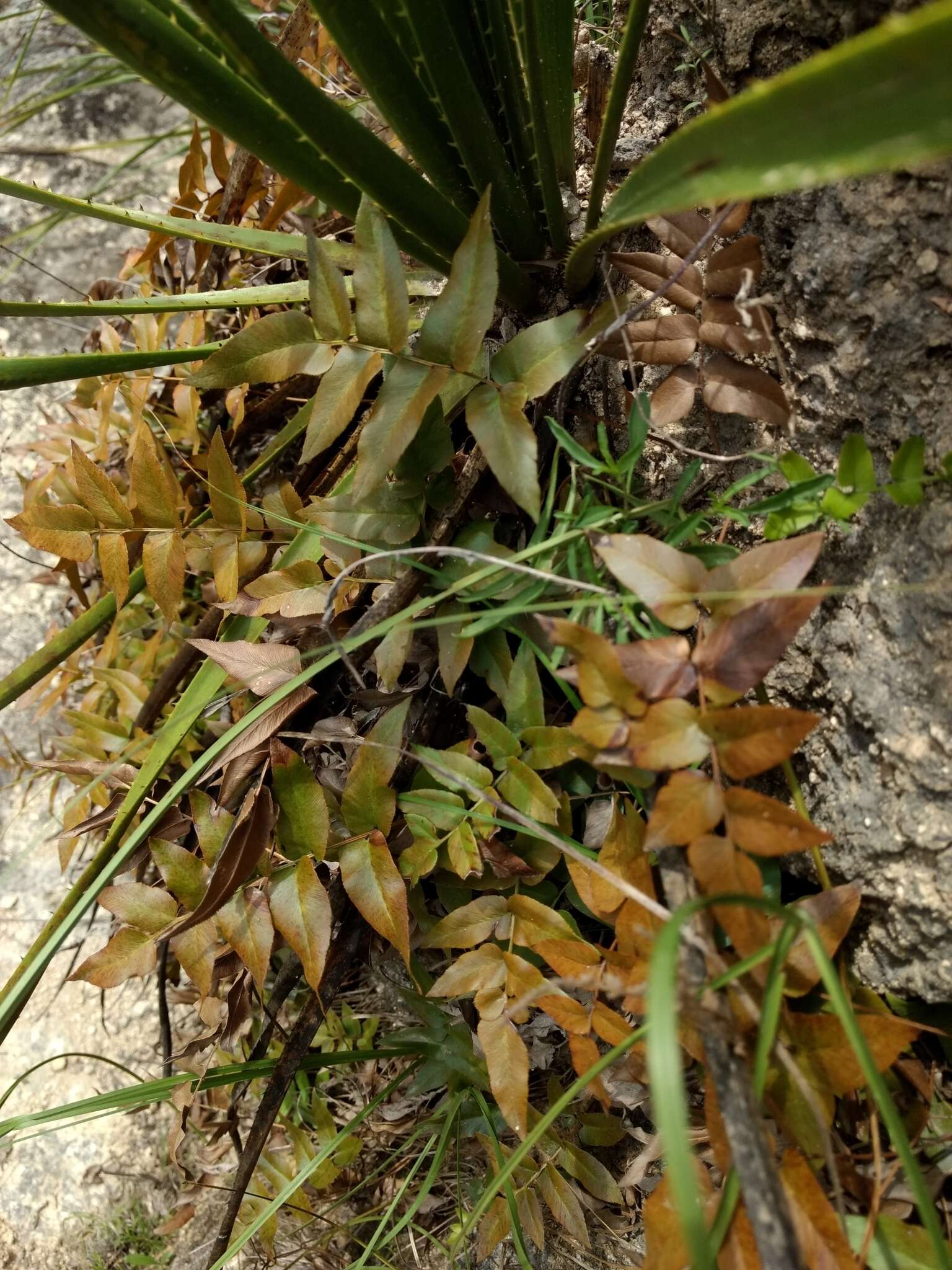 Image of Mexican fern