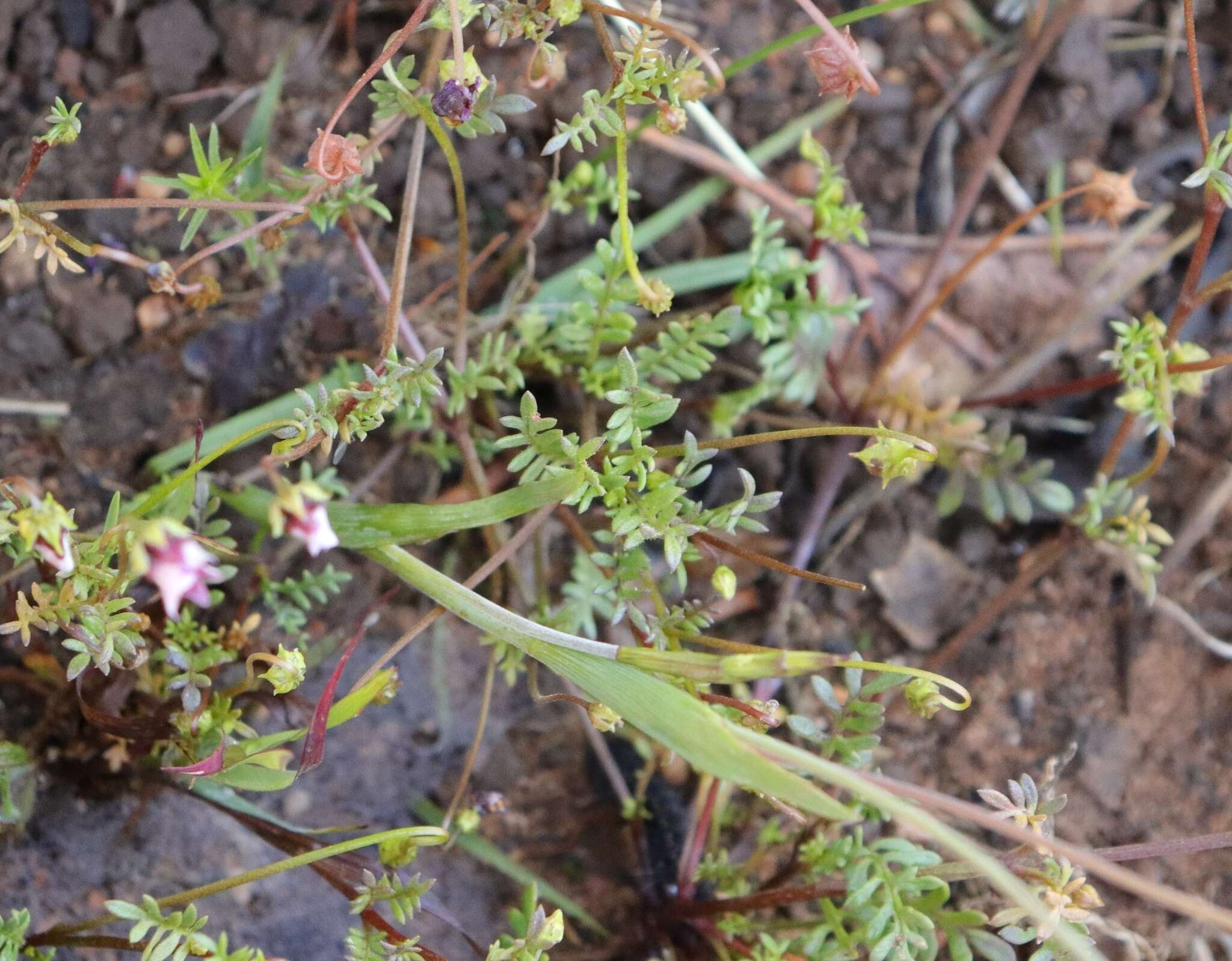 Imagem de Diascia capensis (L.) Britten