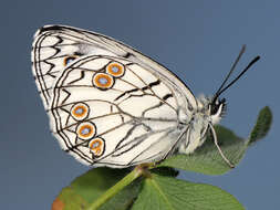 Image of Italian Marbled White