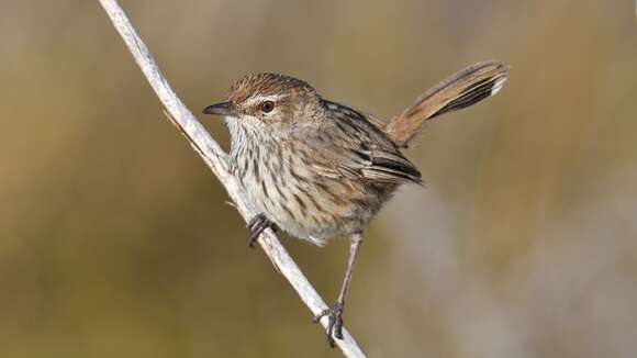 Image of Rufous Calamanthus