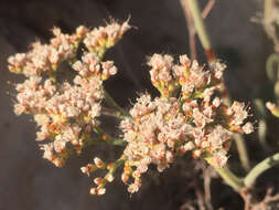 Image of James' buckwheat
