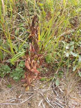 Image of eared dwarf gentian