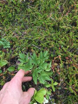 Ligusticum scoticum subsp. scoticum resmi