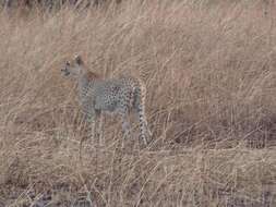 Image of Northwest African Cheetah