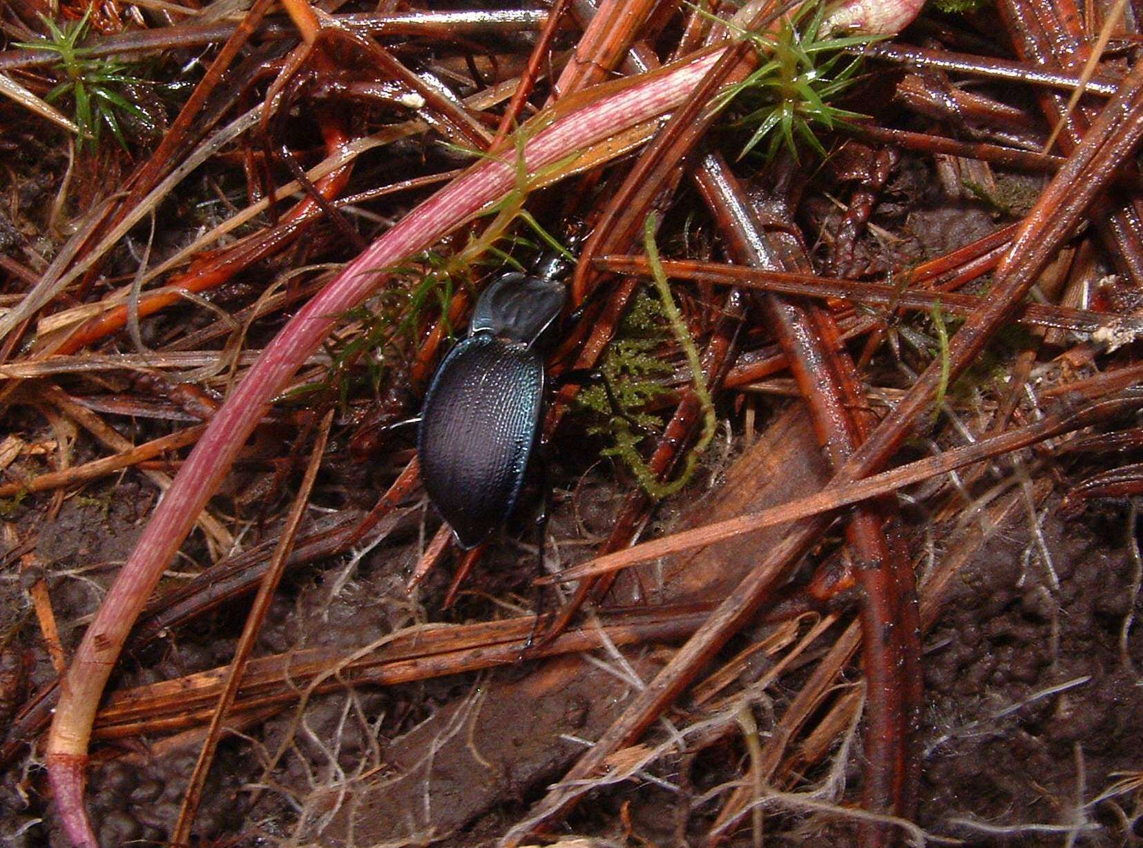 صورة Scaphinotus (Scaphinotus) mexicanus Bates 1882