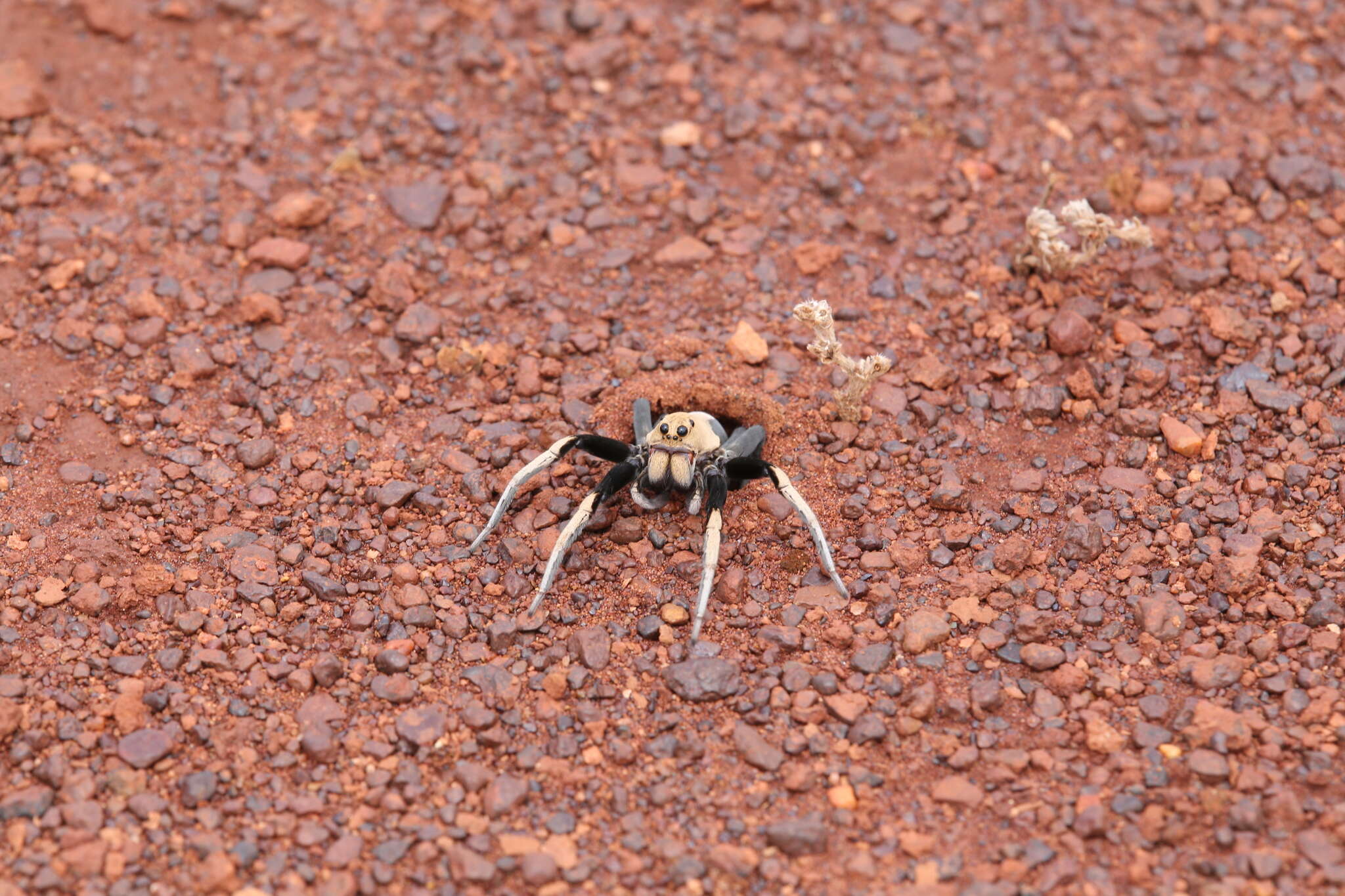 Image of Hoggicosa bicolor (Hogg 1906)