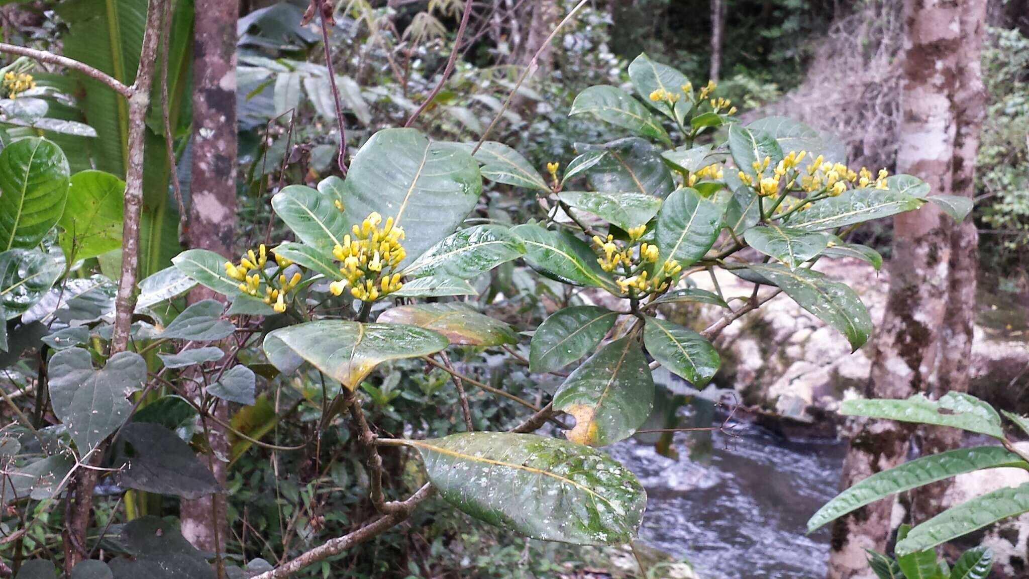 Image of Psychotria parkeri Baker