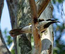 Image of Blue-faced Honeyeaters