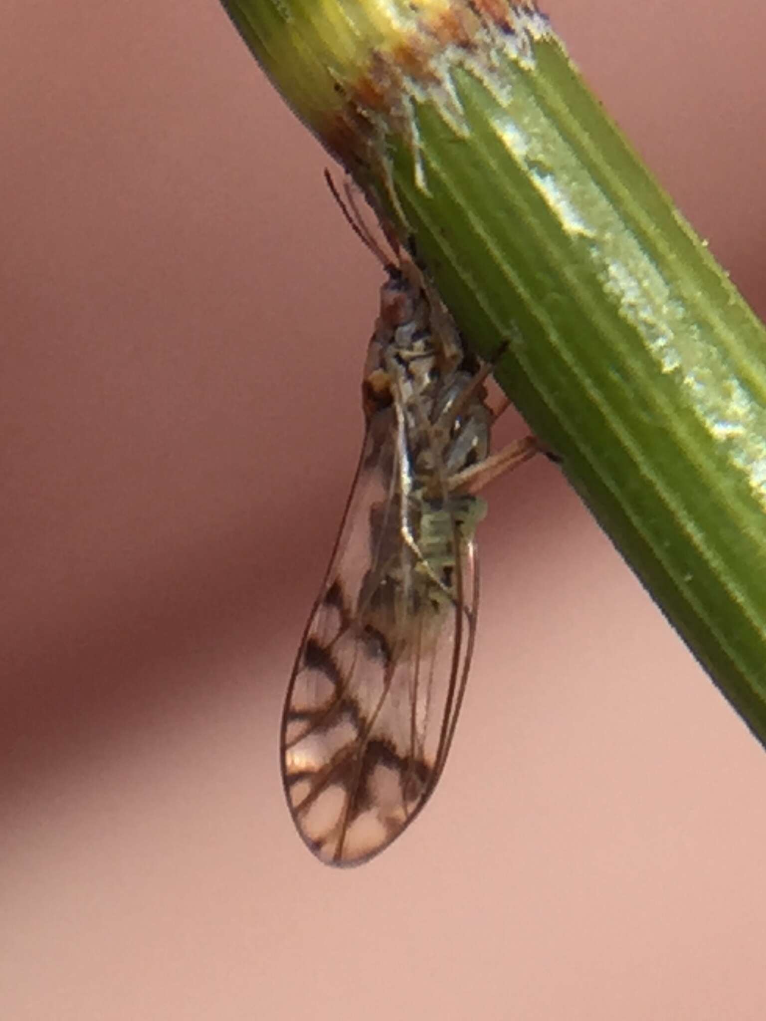 Image of Casuarinicola australis Taylor 2010