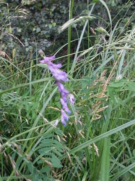 Image of bird vetch