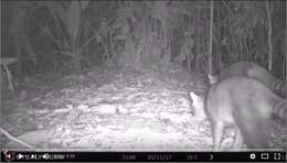 Image of Crab-eating Raccoon