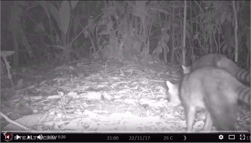 Image of Crab-eating Raccoon