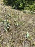 Image of narrowleaf Indian breadroot