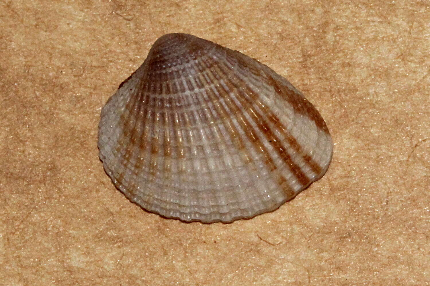 Image de Timoclea scabra (Hanley 1845)