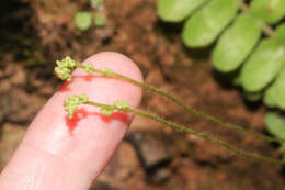 Image of Anemia oblongifolia (Cav.) Sw.