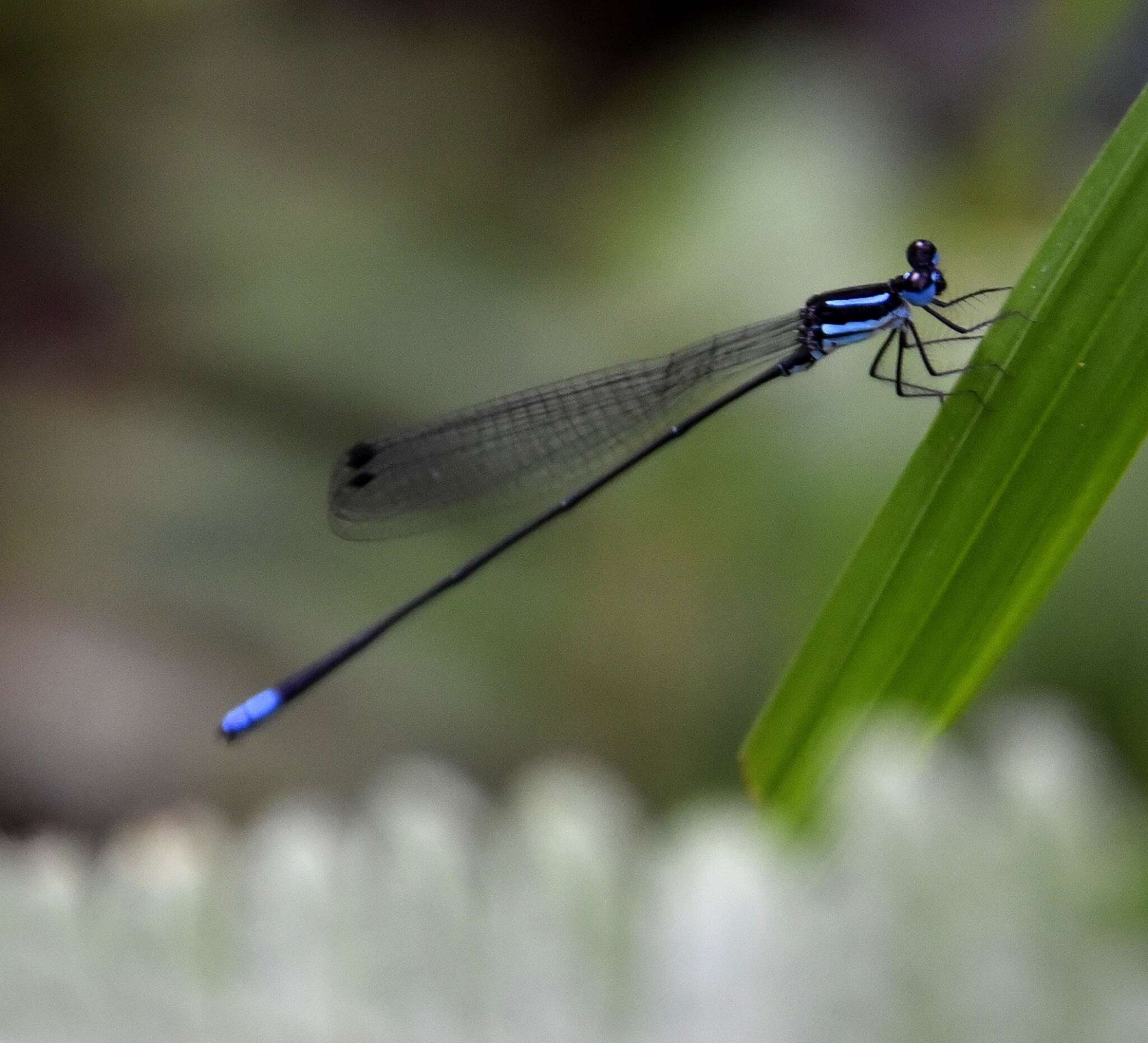 Image of Melanoneura bilineata Fraser 1922