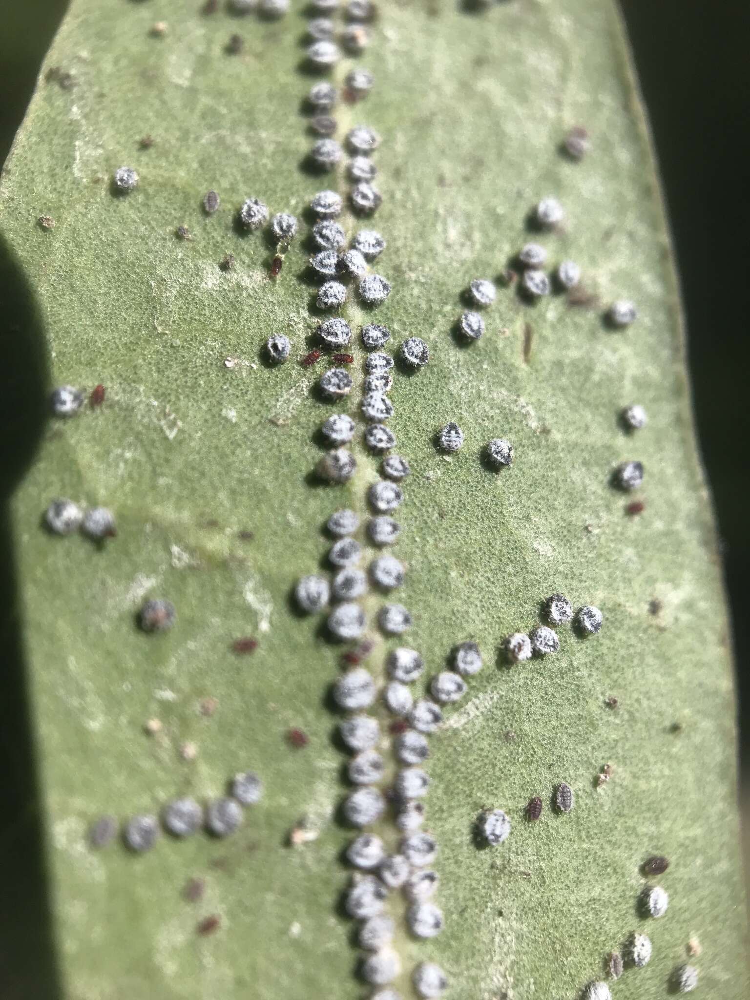 Image de Euthoracaphis umbellulariae (Essig 1932)