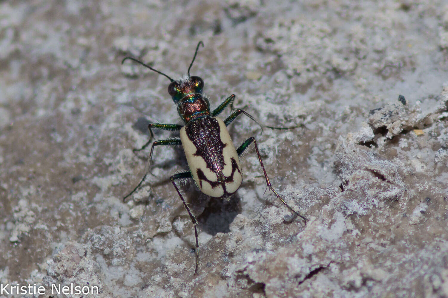 Image of Cicindela (Cicindela) parowana platti Cazier 1937