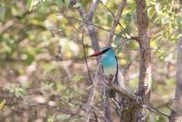 Image of Blue-breasted Kingfisher