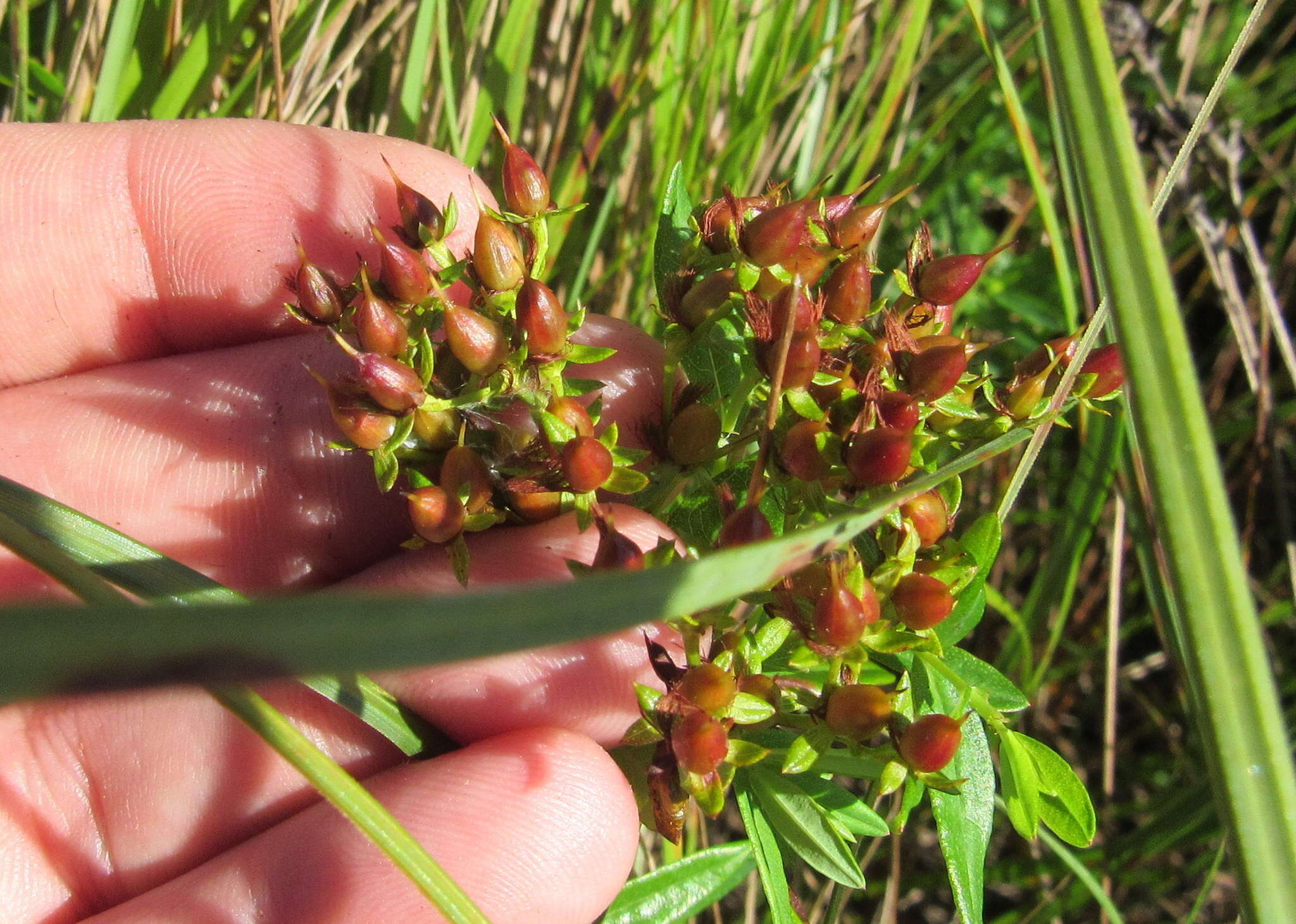 Image of Round-Seed St. John's-Wort