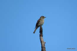 Image of Greater Pewee