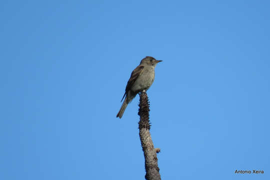 Image of Greater Pewee