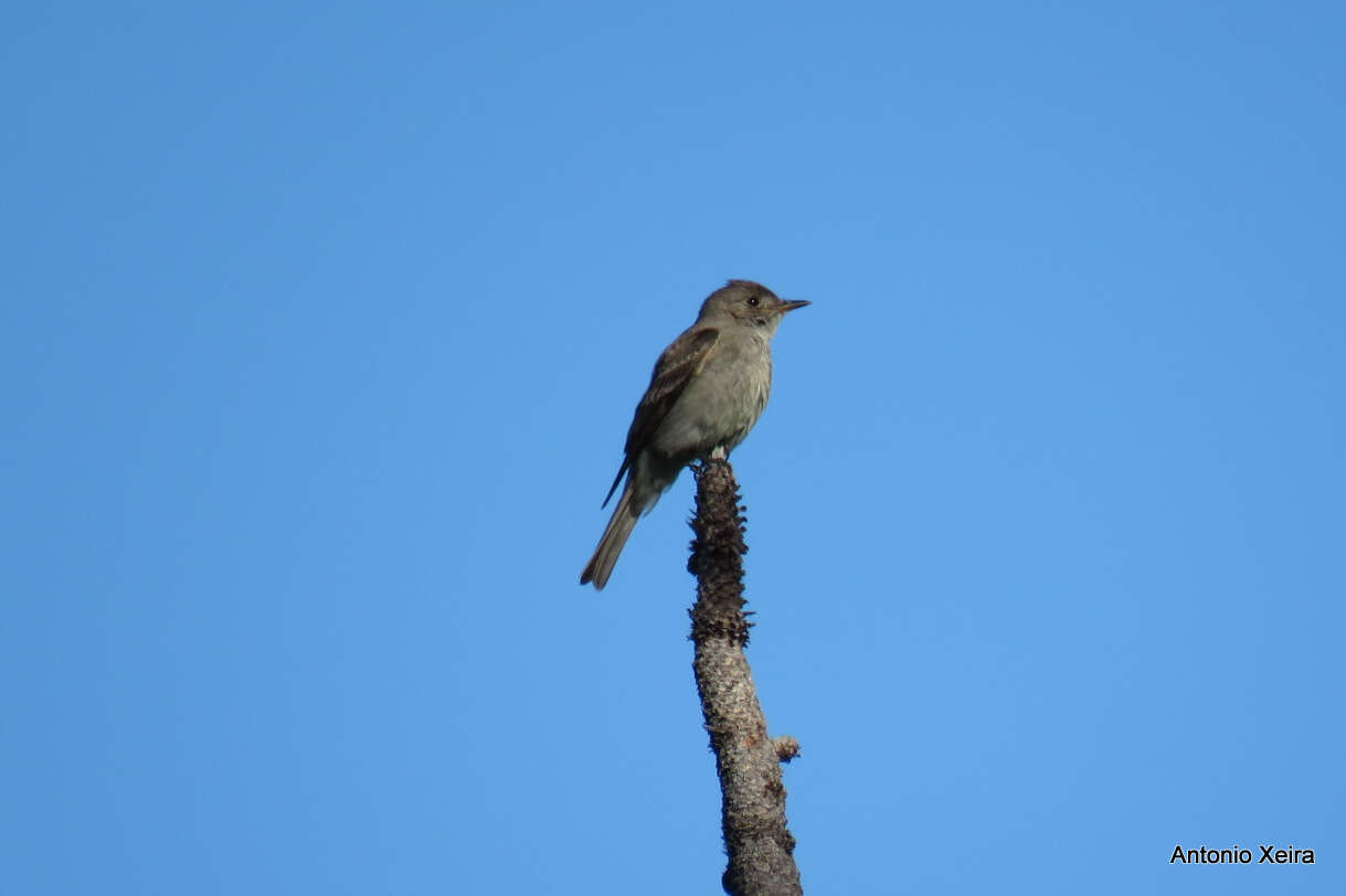 Image of Greater Pewee