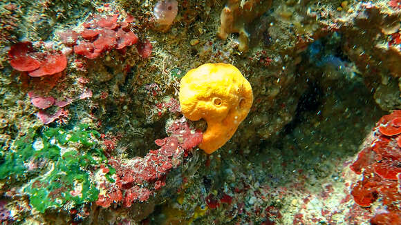 Image of Maltese sponge