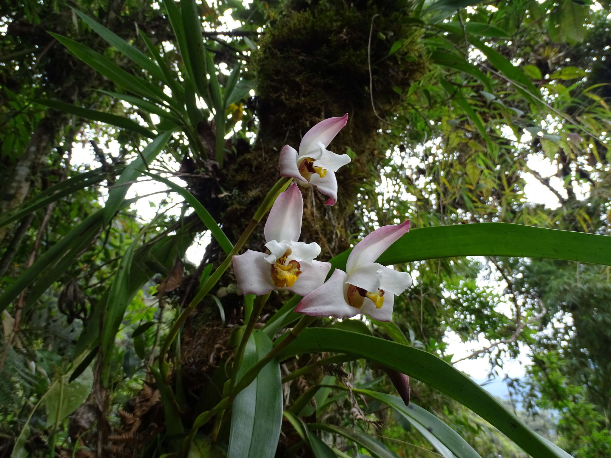 Image of Maxillaria huebschii Rchb. fil.