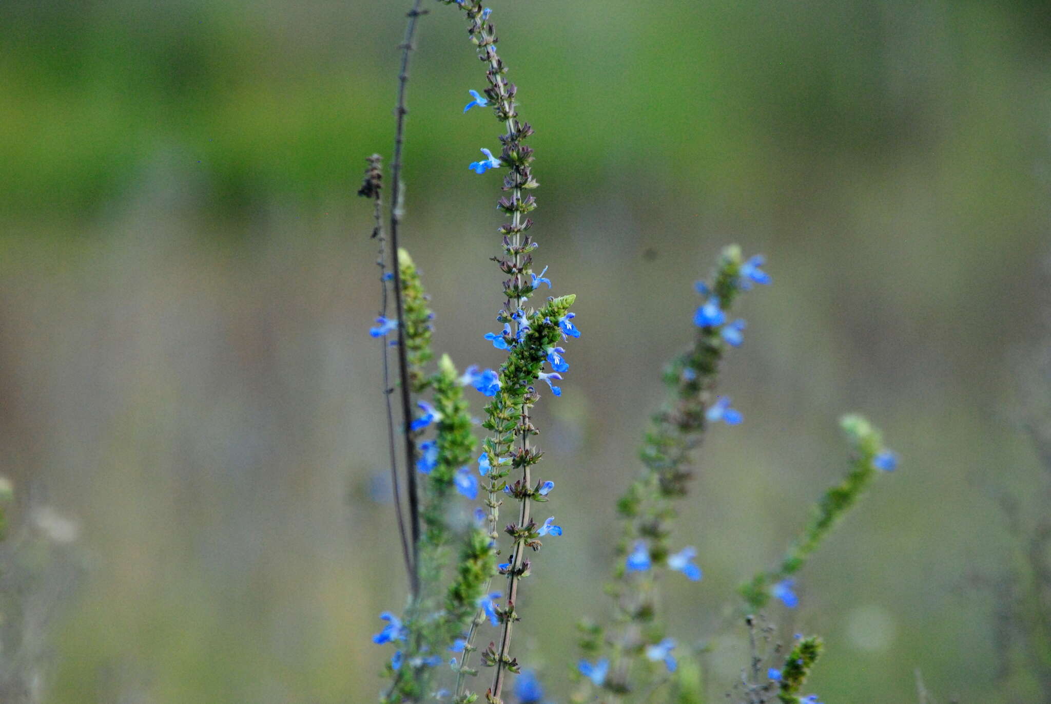 Imagem de Salvia uliginosa Benth.