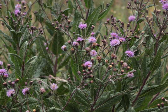 Vernonia greggii A. Gray resmi