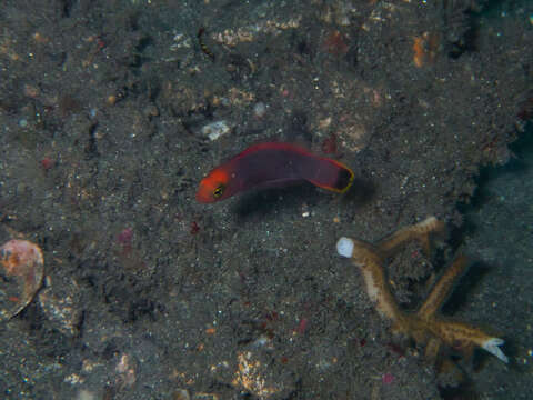 Image of Elongate dottyback