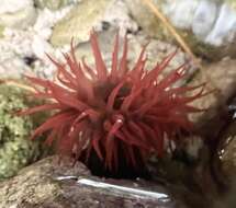 Image of maroon anemone