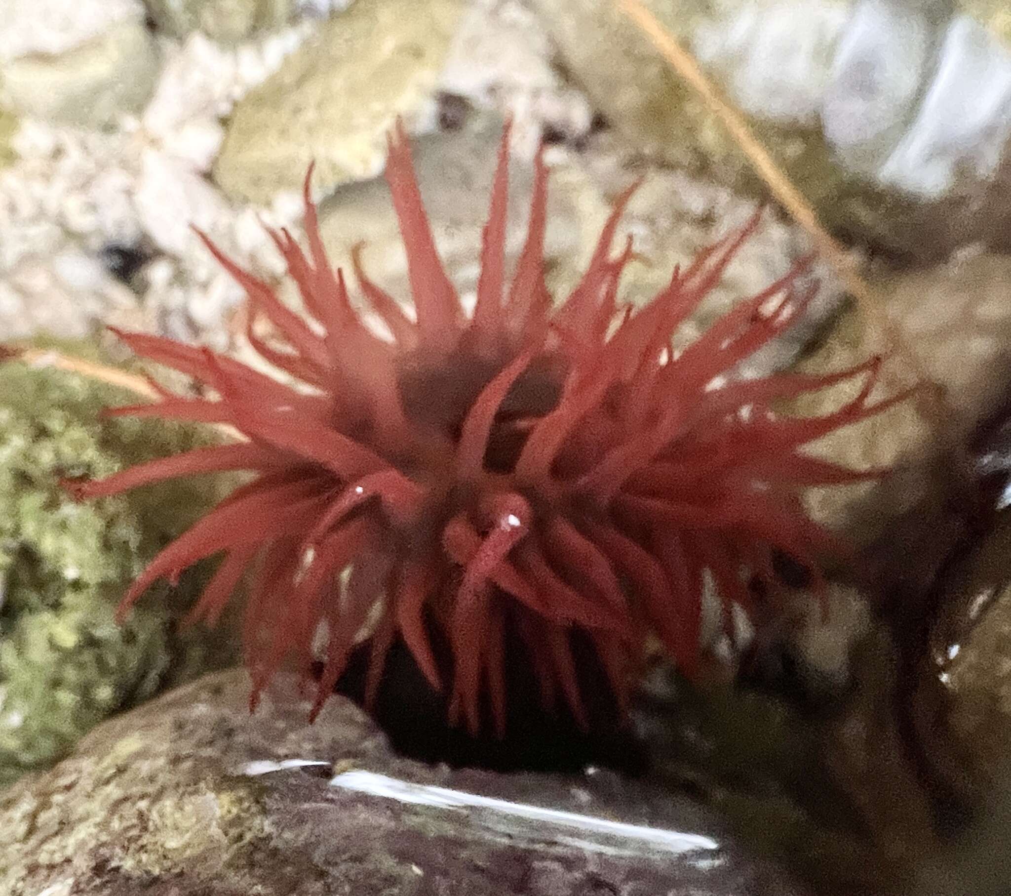 Image of maroon anemone