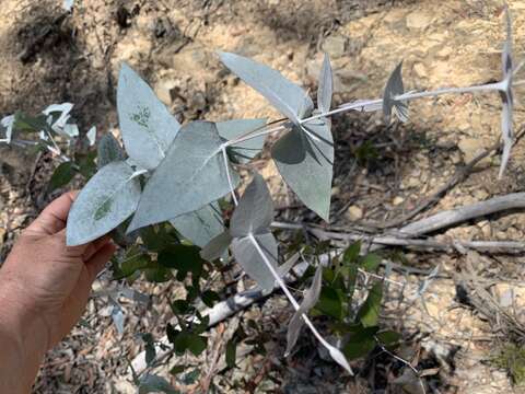 Image of Eucalyptus tenuiramis Miq.